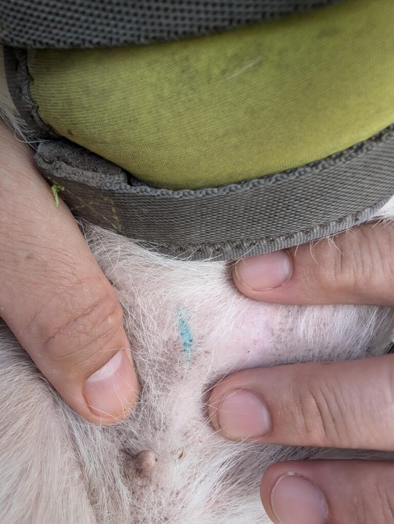 dog-tatto