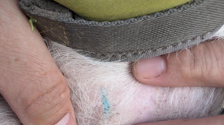 blue tattoo on dog stomach dog daycare tattoo dog identification tattoo dog tattoo meaning pet care awareness pet tattoo concerns pet tattoo spay neuter spay tattoo dog veterinary tattoo why does my dog have a tattoo 