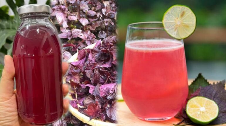 digestion immune support lemon perilla tea perilla benefits perilla recipe perilla tea shiso tea sore throat remedy tử tô Vietnamese tô diệp 