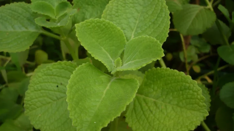 natural oregano tea oregano herbal remedy oregano leaf health benefits oregano tea benefits oregano tea detox oregano tea for digestion oregano tea for immunity oregano tea for inflammation oregano tea on empty stomach oregano tea recipe 