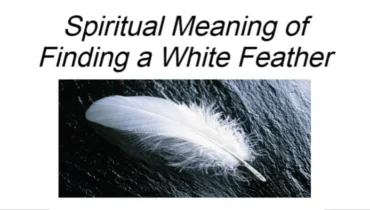 angel signs feather feather spiritual guidance hidden message white feather meaning of finding a feather messages from departed loved ones signs from angels spiritual meaning of feathers white feather interpretation white feather meaning white feather symbolism 