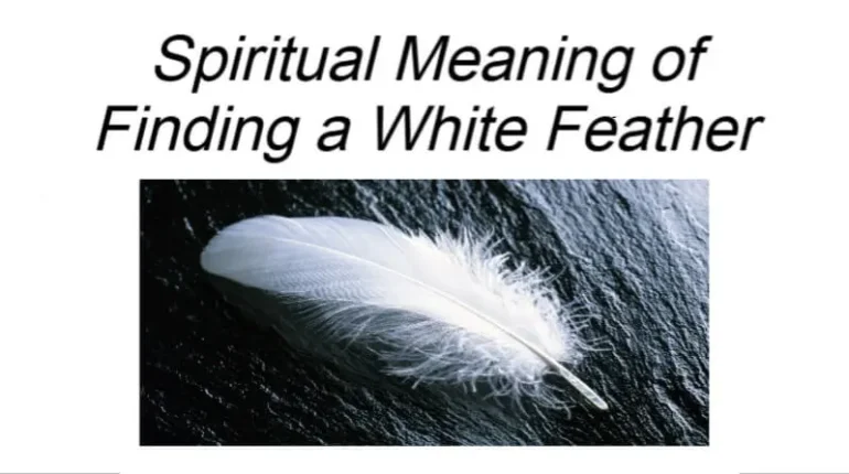 angel signs feather feather spiritual guidance hidden message white feather meaning of finding a feather messages from departed loved ones signs from angels spiritual meaning of feathers white feather interpretation white feather meaning white feather symbolism 