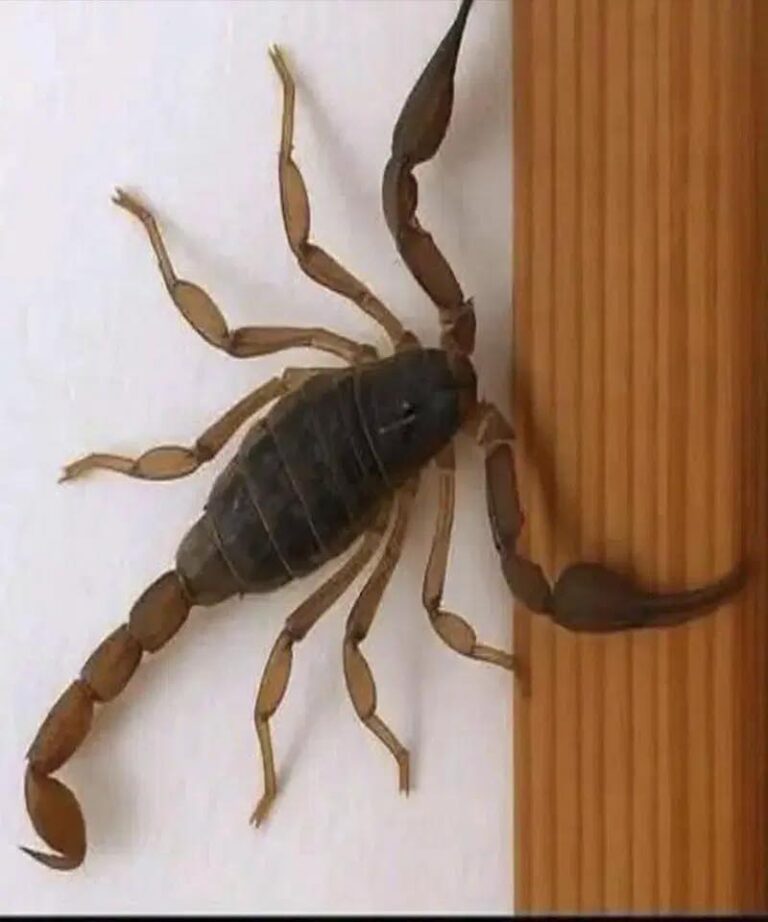 scorpion