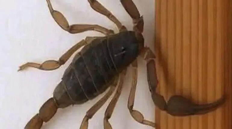 scorpion astrology scorpion dream meaning scorpion mystical meaning scorpion protection symbolism scorpion spiritual message scorpion symbolism scorpion totem meaning scorpion transformation shadow work scorpion spiritual meaning of scorpions 