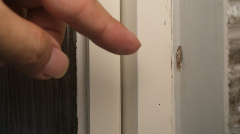 home pest prevention household casebearers humid climate pests kamitetep moth moth infestation removal pest control tips Phereoeca uterella plaster bagworms protect clothes and rugs tropical household pests 