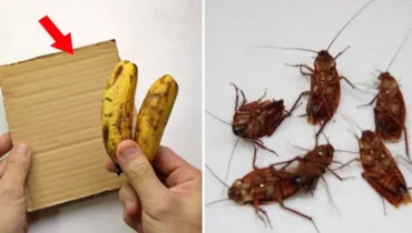 baking soda and sugar cockroach killer banana peel cockroach trap homemade cockroach traps natural cockroach repellent 