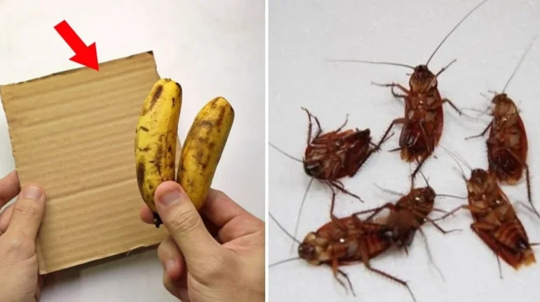 baking soda and sugar cockroach killer banana peel cockroach trap homemade cockroach traps natural cockroach repellent 