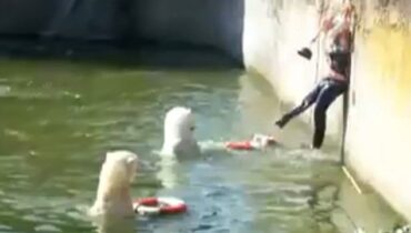 Polar Bear Attacks a 32-year-old Woman Who Jumped Into a Polar Bear Enclosure at Berlin Zoo.lingcute