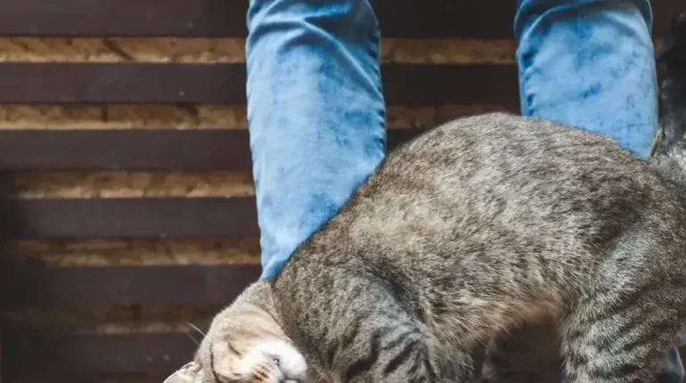 Animal Communication Cat Affection Cat Behavior Cat Owners Feline Health pet care awareness 