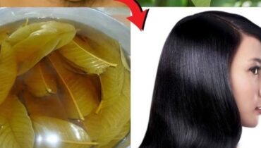 Natural Ways to Darken White Hair Without Chemicals: The Guava Leaf Secret Dermatologists Are Quietly Recommending Natural Ways to Darken White Hair Without Chemicals: The Guava Leaf Secret Dermatologists Are Quietly Recommending