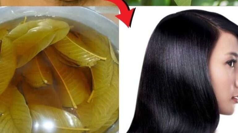 aloe vera for gray hair aloe vera hair care garlic home remedies guava leaves antibacterial benefits Hair Dye Alternatives natural hair growth remedy 