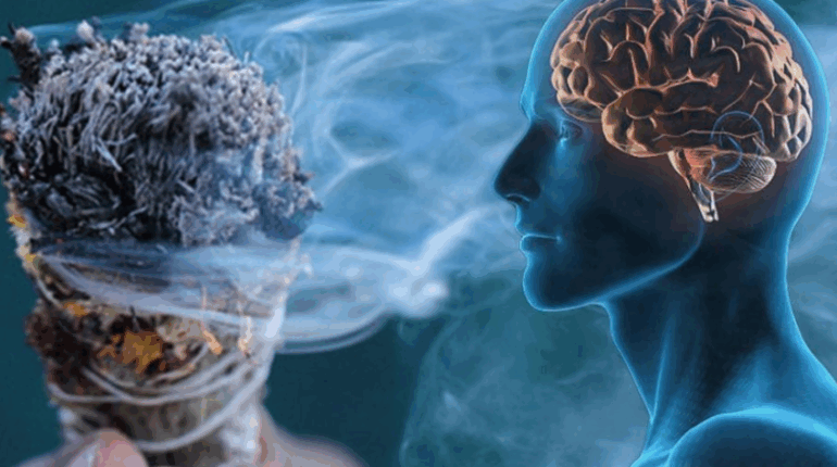 cardiac wellness centipede in home spiritual message Energy Clearing food rituals mindfulness for stress Purification Smudging 