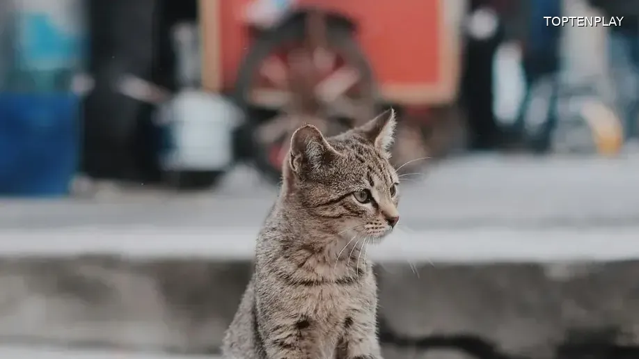 Image d'illustration © TopTenPlay EN