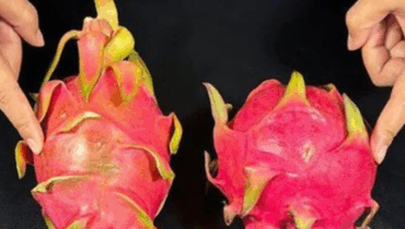 The Dragon Fruit Secret Nobody Tells You: What Happens When You Stop Throwing Away This Part The Dragon Fruit Secret Nobody Tells You: What Happens When You Stop Throwing Away This Part