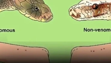 “This mistake after a snake bite kills 2 Australians every year…” (experts reveal what you must do instead) “This mistake after a snake bite kills 2 Australians every year…” (experts reveal what you must do instead)