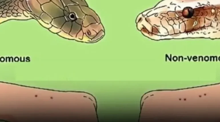 Australia electrical safety tips First Aid Medical Emergency Snake Bites Venomous Snakes Wildlife Safety 