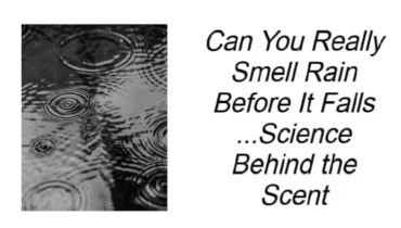 can humans smell storm earthy aroma before rain geosmin rain smell petrichor scent science smell rain before it falls 