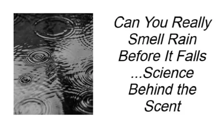 can humans smell storm earthy aroma before rain geosmin rain smell petrichor scent science smell rain before it falls 