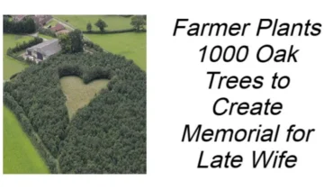 1000 oak trees story farmer love memorial Gloucestershire oak tribute heart-shaped oak grove Winston Howes memorial 