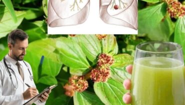 Asthma Plant either alongside traditional medicine or as part of a daily routine to prevent illness. Euphorbia hirta is more than greenery—it’s a plant of resilience and healing Herbal Remedies natural health tonic Plant Benefits Respiratory Health 