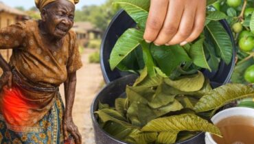 Guava Leaf Tea: How This Japanese-Approved Remedy Controls Blood Sugar, Cholesterol and 15 Other Health Markers