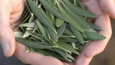 Olive Leaves: How This Ancient Antioxidant Supports Heart Health and Fights Inflammation Naturally Olive Leaves: How This Ancient Antioxidant Supports Heart Health and Fights Inflammation Naturally