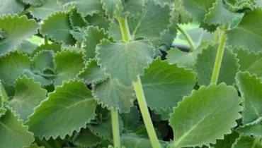 anti-inflammatory antifungal and antibacterial oil antiviral medication digestive health immune support natural oregano tea Respiratory Health 