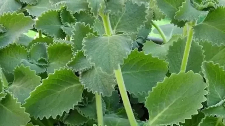 anti-inflammatory antifungal and antibacterial oil antiviral medication digestive health immune support natural oregano tea Respiratory Health 