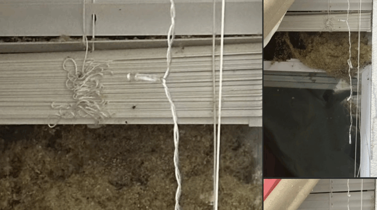 allergy prevention baking soda cleaning bedbug infestation warning Home Maintenance Mice natural pest control Rodents 