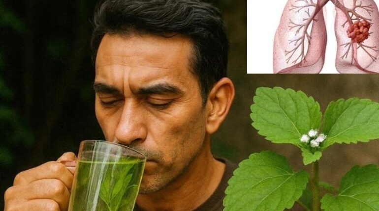 anti-inflammatory cloves antimicrobial properties either alongside traditional medicine or as part of a daily routine to prevent illness. Herbal Medicine natural remedies Phytotherapy Plant Uses 