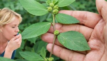 Euphorbia Hirta: How This Traditional “Asthma Weed” Supports Respiratory Comfort Through Centuries-Old Practices