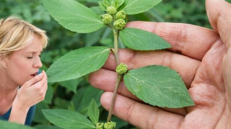 Asthma Weed cardiac wellness either alongside traditional medicine or as part of a daily routine to prevent illness. Herbal Medicine natural remedies Plant-Based Remedies Respiratory Health 