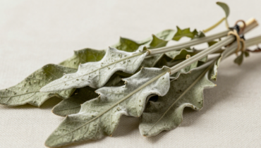 Mullein on the feet at night: how this ancestral plant relieves coughing and improves sleep