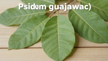 Guava leaves: 3 natural remedies validated by tradition to support gum health and freshen breath Guava leaves: 3 natural remedies validated by tradition to support gum health and freshen breath