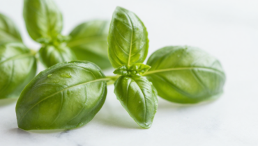Basil and eye health: how this plant reduces visual fatigue and supports circulation around the eyes