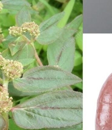 Euphorbia Hirta: How This Common Backyard Weed Treats Asthma, Wounds, and Bacterial Infections – 10 Proven Health Benefits