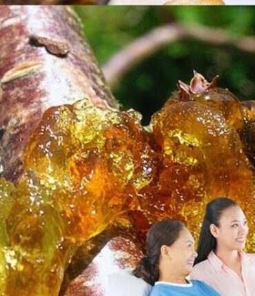 Peach Resin (Tao Jiao): 15 Science-Backed Benefits for Skin, Digestion, and Natural Detox