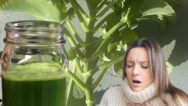 antioxidants Herbalism Kalanchoe for wound healing Madagascar Plants Natural Wellness Succulents Traditional Remedies 