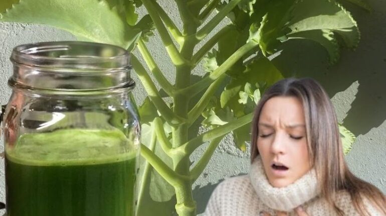 antioxidants Herbalism Kalanchoe for wound healing Madagascar Plants Natural Wellness Succulents Traditional Remedies 