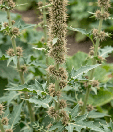Spiny amaranth: this misunderstood medicinal plant can damage your kidneys if misused