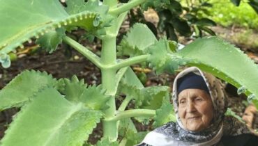 Bite wounds cloves inflammation lungs Detoxification Herbal Medicine Kalanchoe for wound healing natural remedies Succulent 