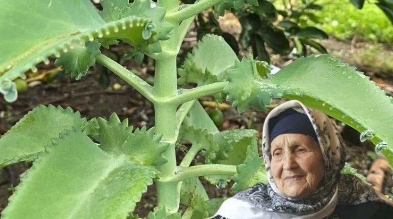 Bite wounds cloves inflammation lungs Detoxification Herbal Medicine Kalanchoe for wound healing natural remedies Succulent 