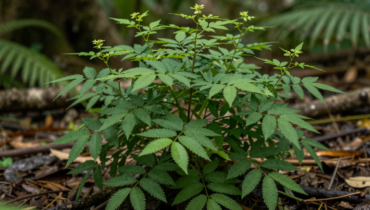 Chanca Piedra: how this Amazonian plant naturally supports kidney and liver health Chanca Piedra: how this Amazonian plant naturally supports kidney and liver health