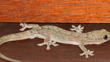 House Geckos: The Silent Guardians That Devour Venomous Spiders, Termites and Cockroaches While Signaling a Toxin-Free Home House Geckos: The Silent Guardians That Devour Venomous Spiders, Termites and Cockroaches While Signaling a Toxin-Free Home