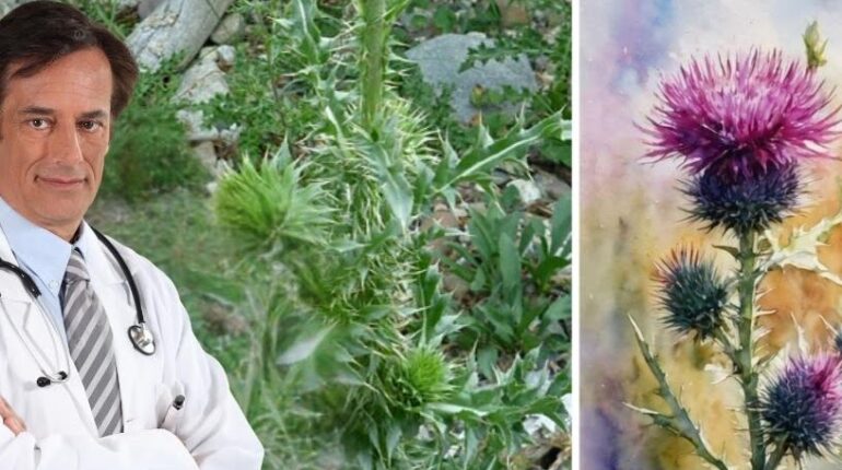 cardiac wellness digestive health Herbalism immune system and brain Liver Support natural remedies Plant Medicine 