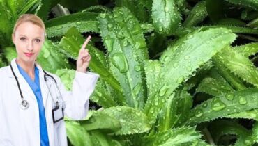 anti-inflammatory herbs beetroot digestion issues chocolate flavor personality insights Cilantro Culantro Culinary Herbs DIY Gardening 