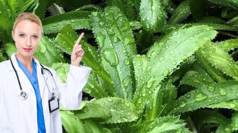 anti-inflammatory herbs beetroot digestion issues chocolate flavor personality insights Cilantro Culantro Culinary Herbs DIY Gardening 