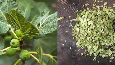 banana vinegar health benefits cardiac wellness Fig Leaves Herbal Remedies natural health tonic Superfoods 