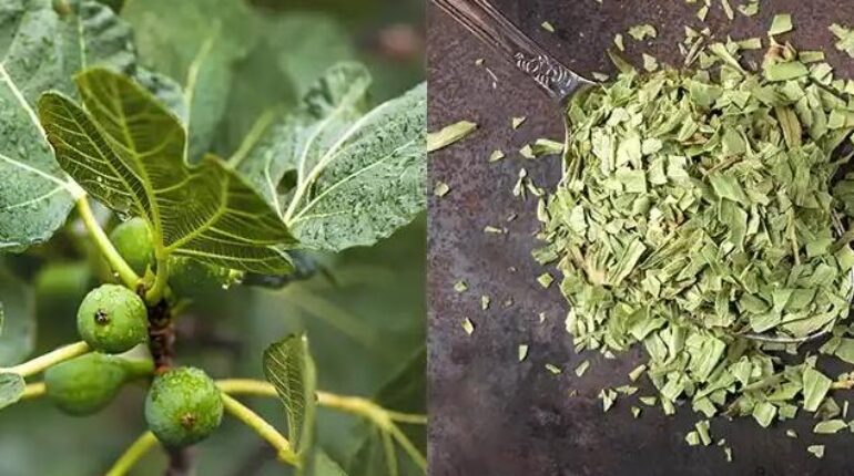 banana vinegar health benefits cardiac wellness Fig Leaves Herbal Remedies natural health tonic Superfoods 