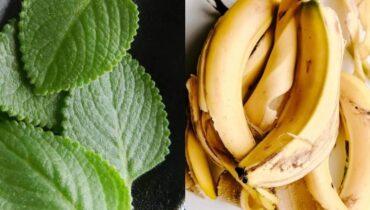 AHA ACC blood pressure update and fatigue banana peel cockroach trap beetroot blood sugar herbal teas for digestion natural remedies Pennyroyal turmeric 